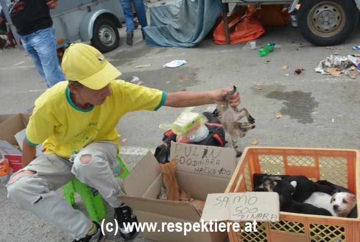 Hunde Markt in Serbien 2