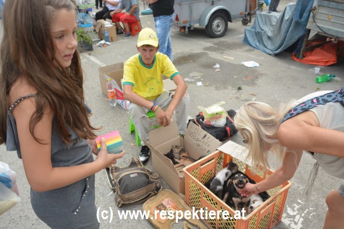 Hunde Markt in Serbien 3