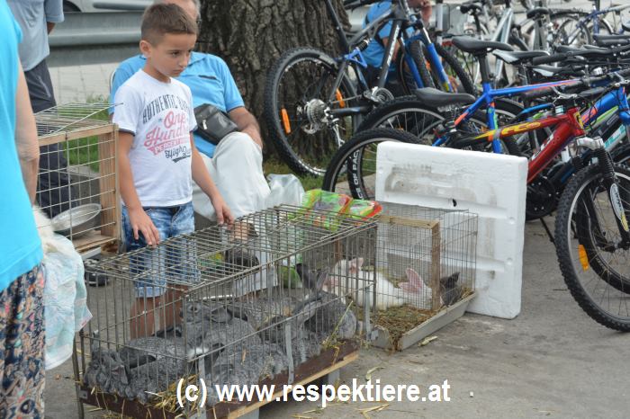 Hunde Markt in Serbien 5
