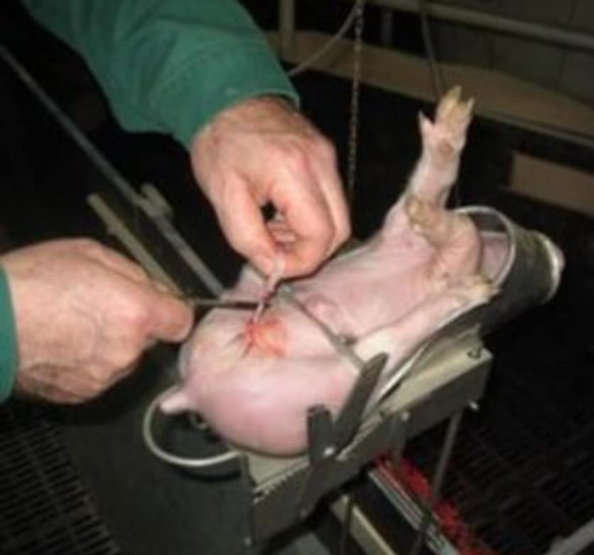 Kastration für Ferkel -Schritt 2_n