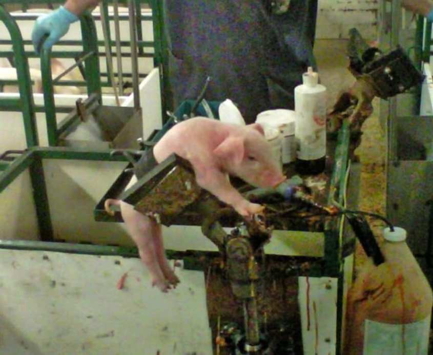 Kastration für Ferkle no 3n