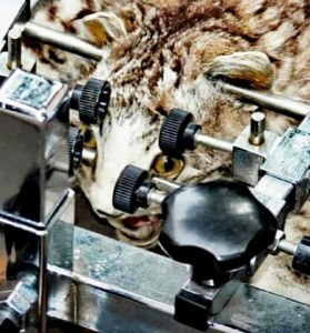 Katze mit Elektroden im Kopf_n