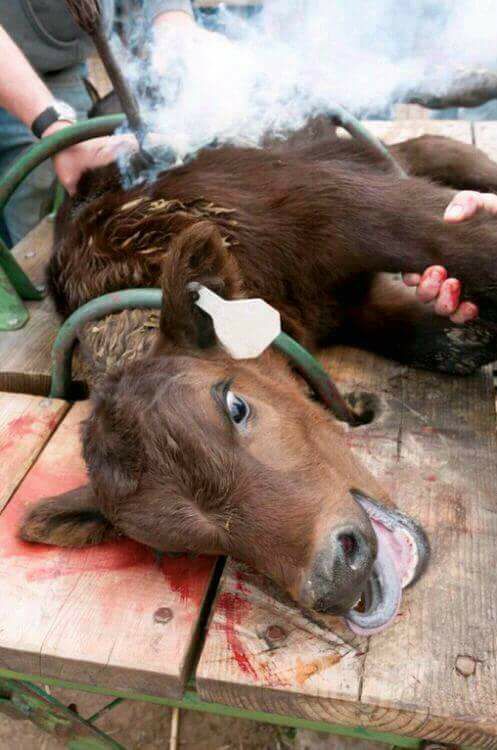 kuh mit brandmarke_n