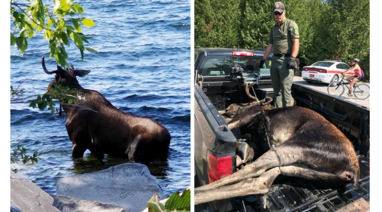 Moose drowns selfies