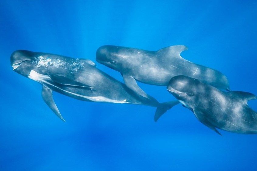 news_PilotWhales_270918_1200w