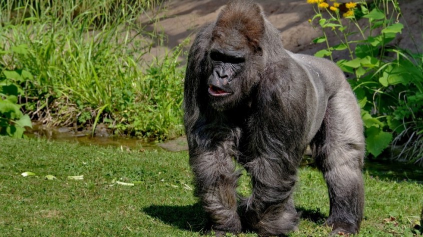 nuernberger-tiergarten-gorilla-fritz-ist-tot-mit-55-jahren-gestorben-997809