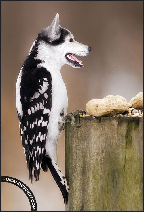 Wolf + Bird = Wolfird