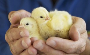 Optigal_Brueterei_Kueken_P