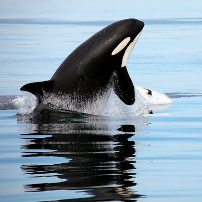 orca wild