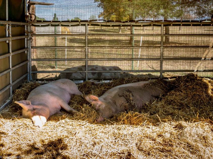 Papillon-Schlafende Schweine_o