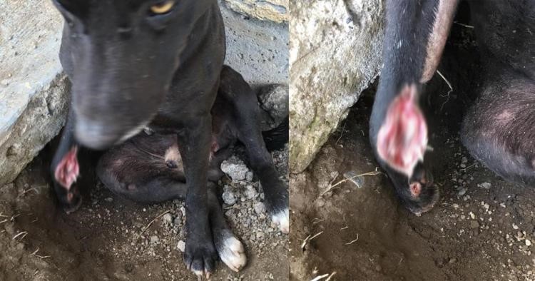 petition dog leg injury