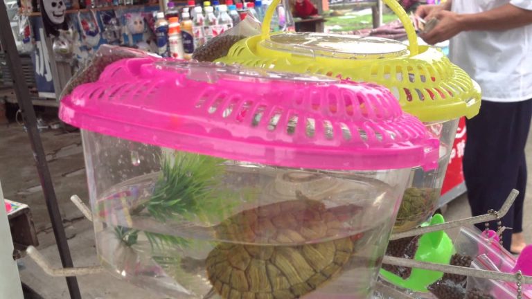 Schildkröte in Behälter