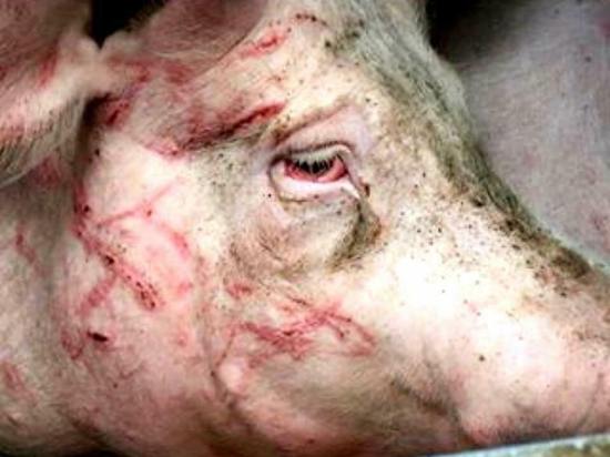 Schwein mit Kopfschnittejpg