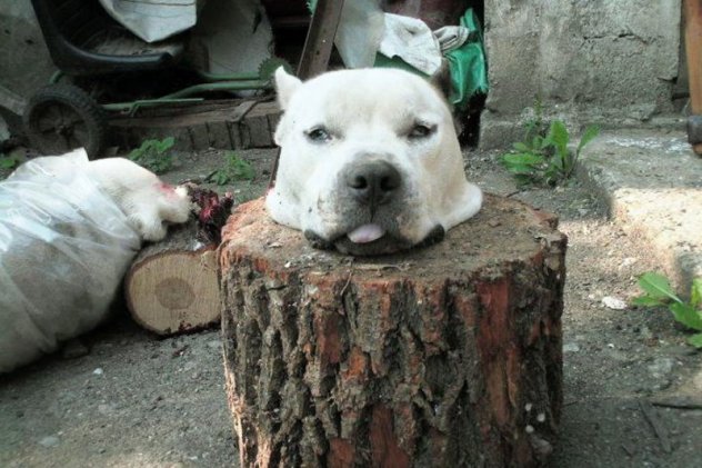 serbia-dog-severed-head