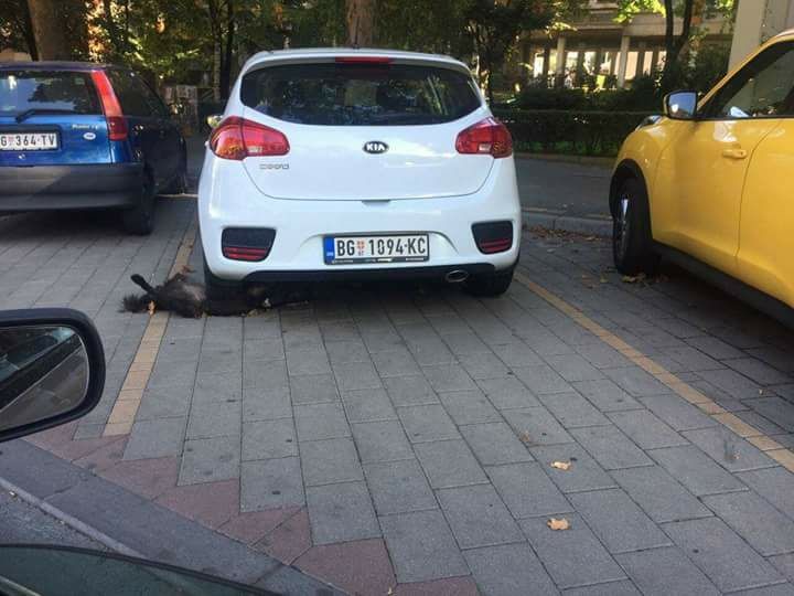 Serbia stray cruched under car