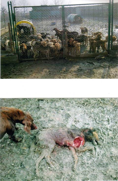 Serbia - stray dogs ready to be killed eat each other