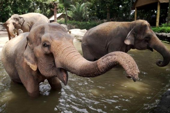 singapore zoo elephants