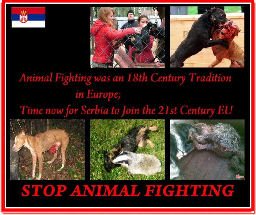 stop animal fighting 1.jpg