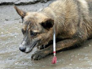 tiere-allein-in-bukarest-sollen-etwa-65-000-strassenhunde-leben