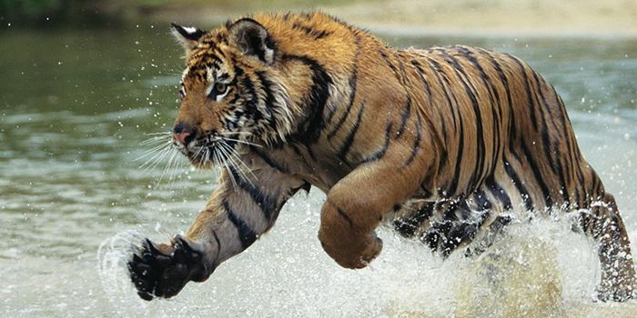 Tiger im Wasser