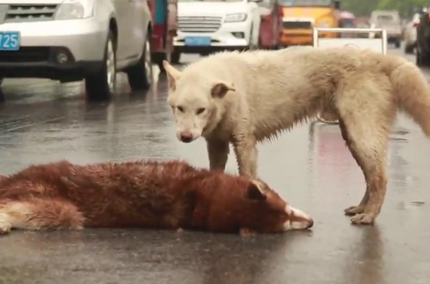 Titelbild-Trauer-Tiere-4