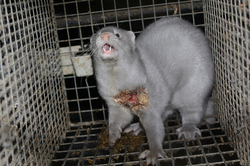 verletztes Pelztierpg