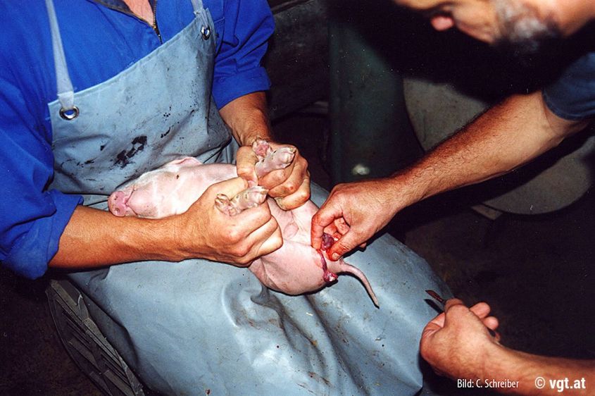 20170217_ferkelkastra1_gal