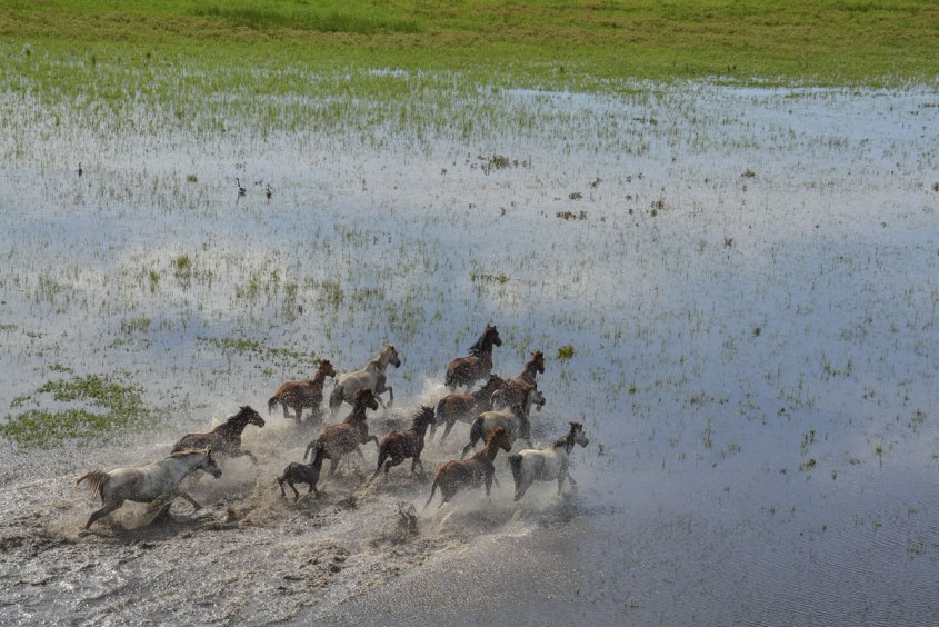 Australische-Wildpferde