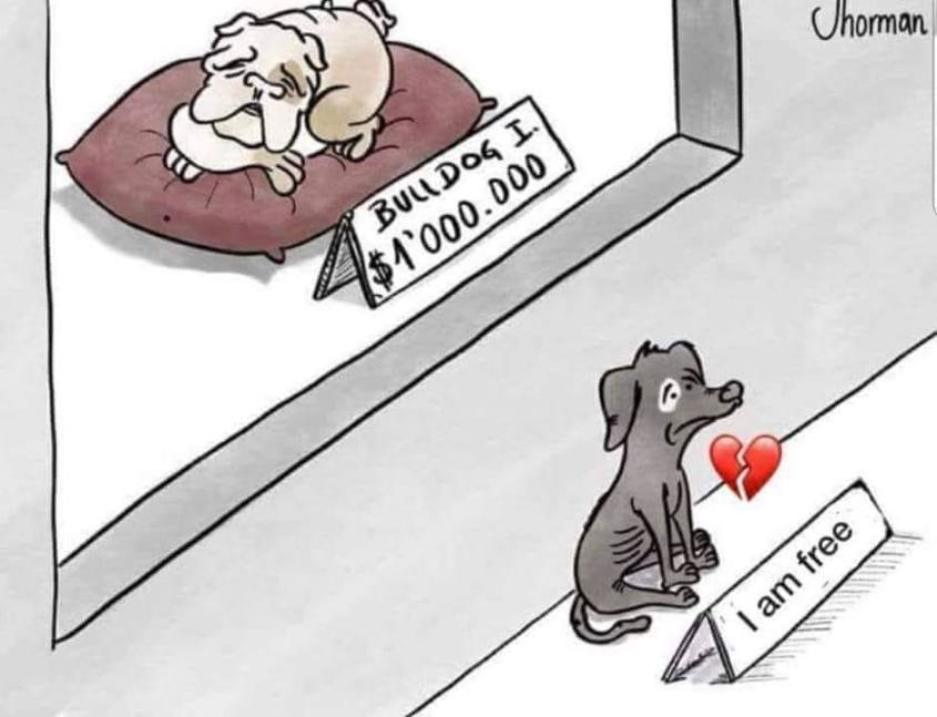 Buldog zu verkaufen-streune zu verschenken_n