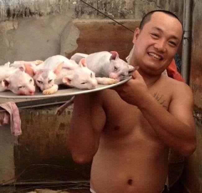 Chinese mit Kätzchen an Platte_n