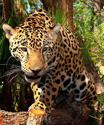endangered jaguar belize