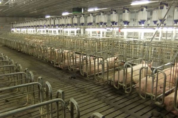 factory farming 1