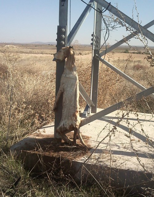 FOTO mit aufgehängten Galgo
