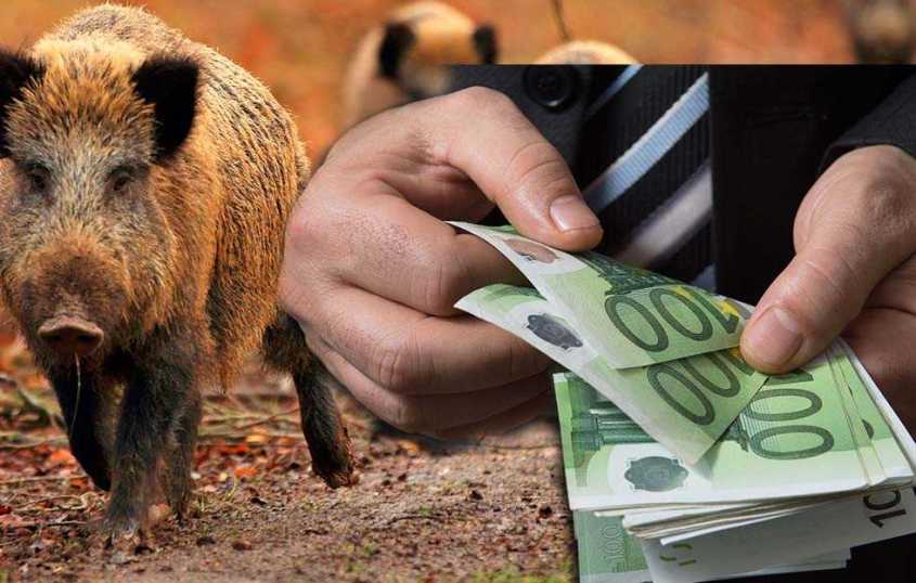 Geld für Mord von Wildschweine