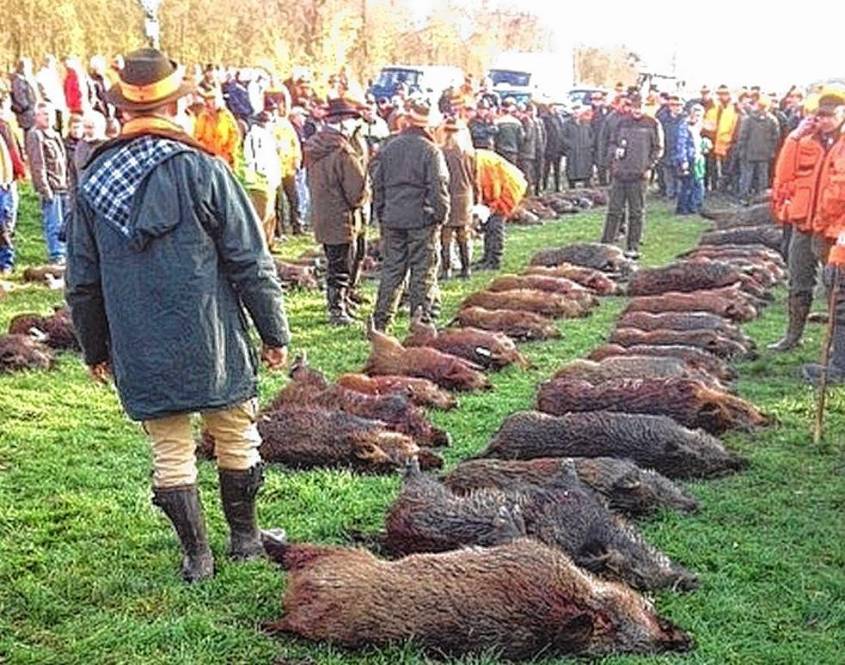 Getötete Wildschweine