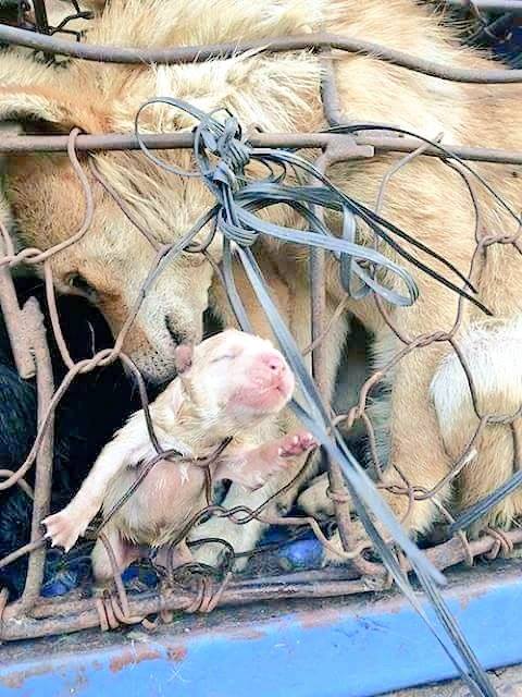 Hündin mit ihrem Welpe in Yulin_n