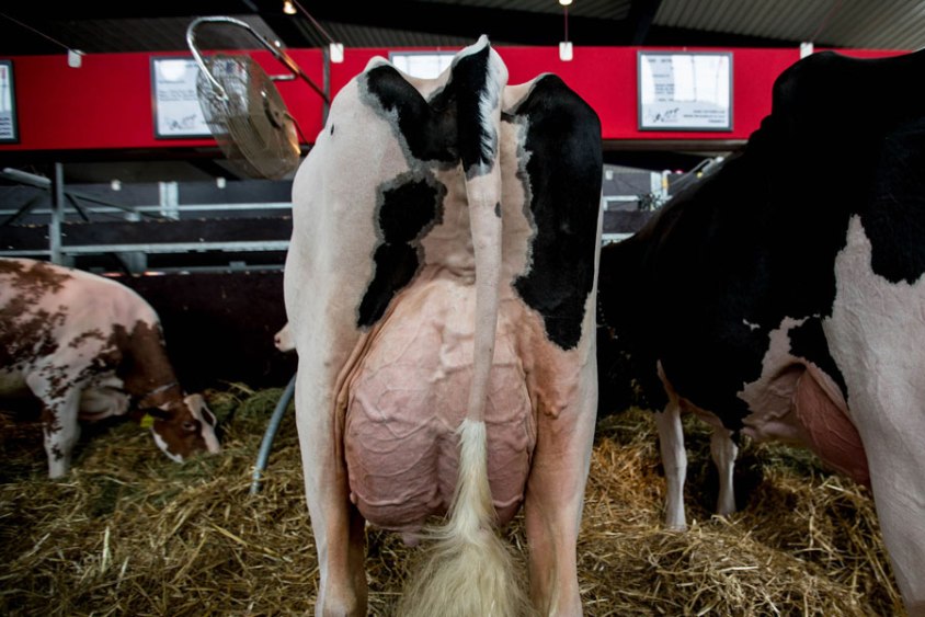 hochleistungszucht_001