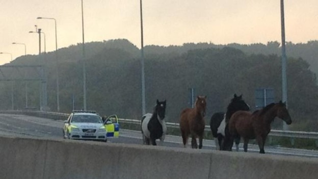 Horses M25 1