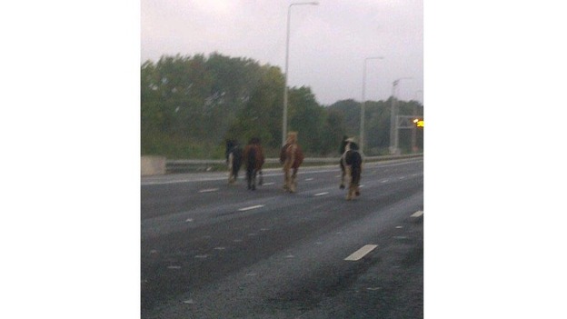 Horses M25 2