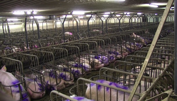 kastenstaende mit Schweine-totale.01-610x350