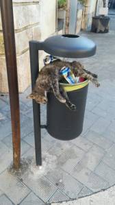 Katze auf Abfallkorb