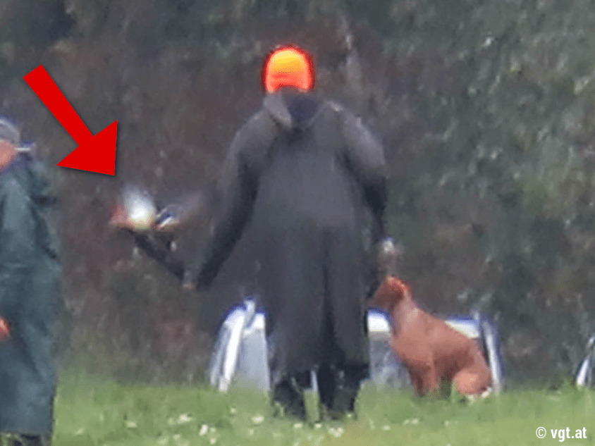 _leitha Massaker von Enten VGT_gal