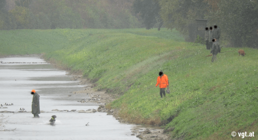 leithenten Treibjagd VGT1_gal