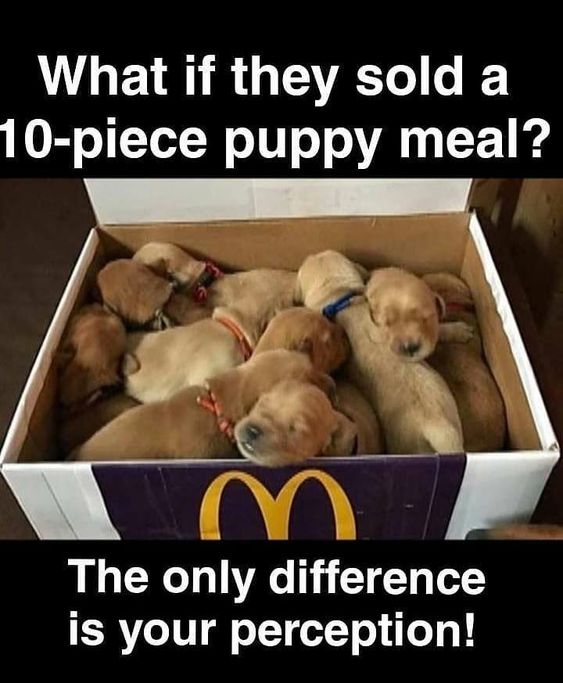 Mac puppy meal