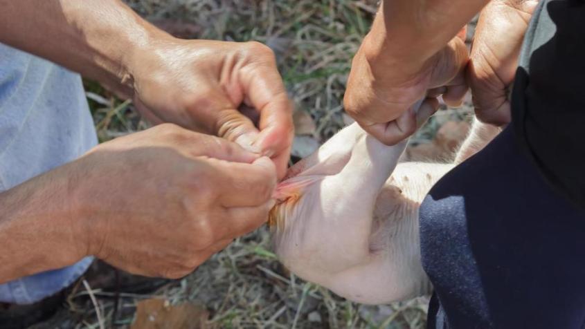 BEACHTEN: NPG-LIZENZ