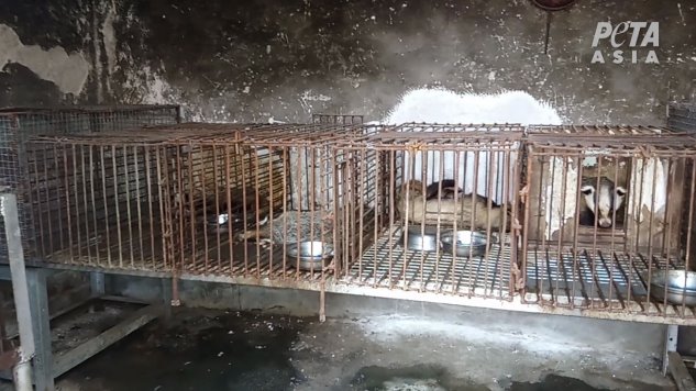 PETA-Asia-Dachshaarindustrie-China-20.09.2018