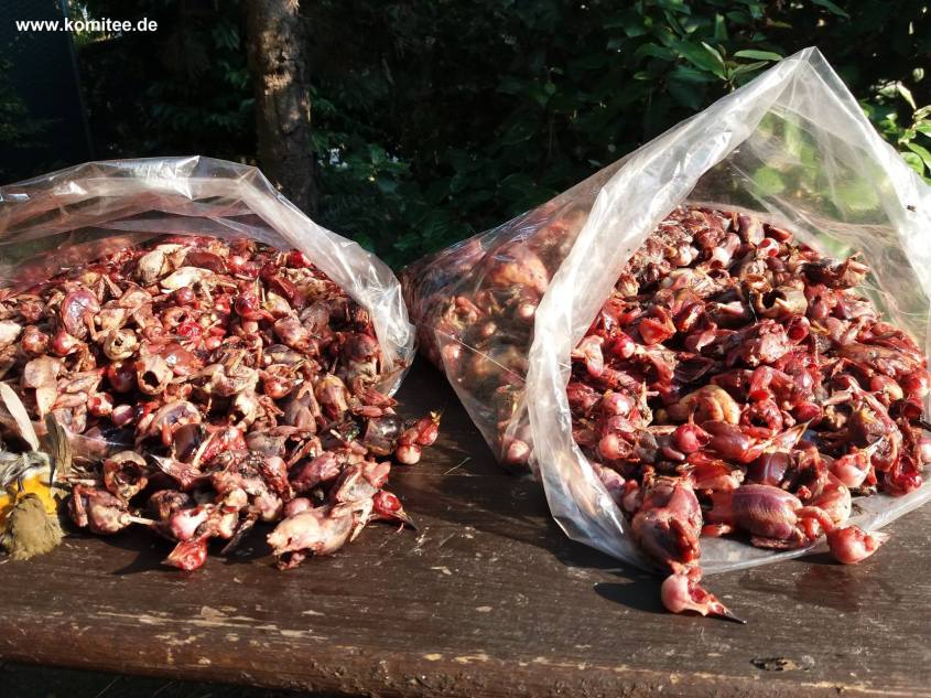 Rotkelchen.Kommite gegen den Vogelmord_o