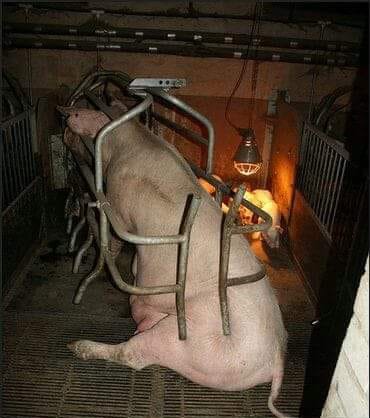 Schweinemutter in Kasten_n