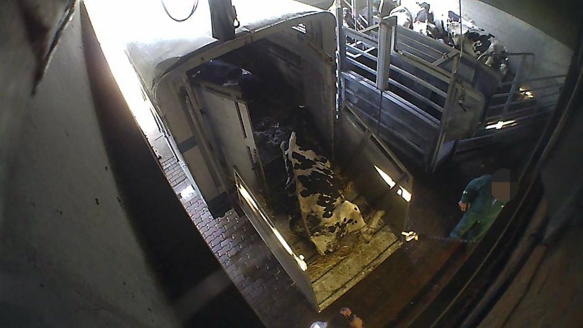 tieranlieferung von kranken Kühen im Hinterhofbetrieb-