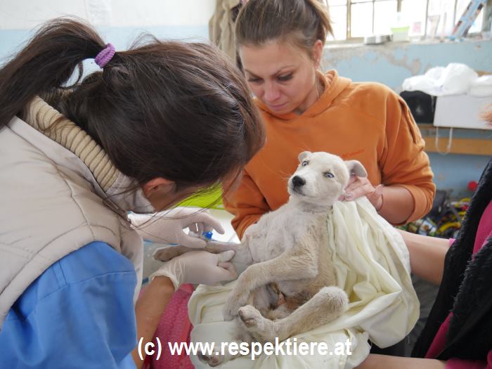 Tierärtzte in Bulgarien